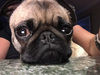 pug_momma